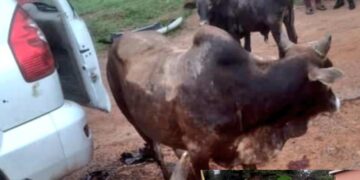 Mukono: 2 Suspected Cattle thieves killed, 3 Cows recovered from a Prado TX