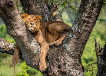 UWA Investigating Death of Three Lions in Queen Elizabeth National Park